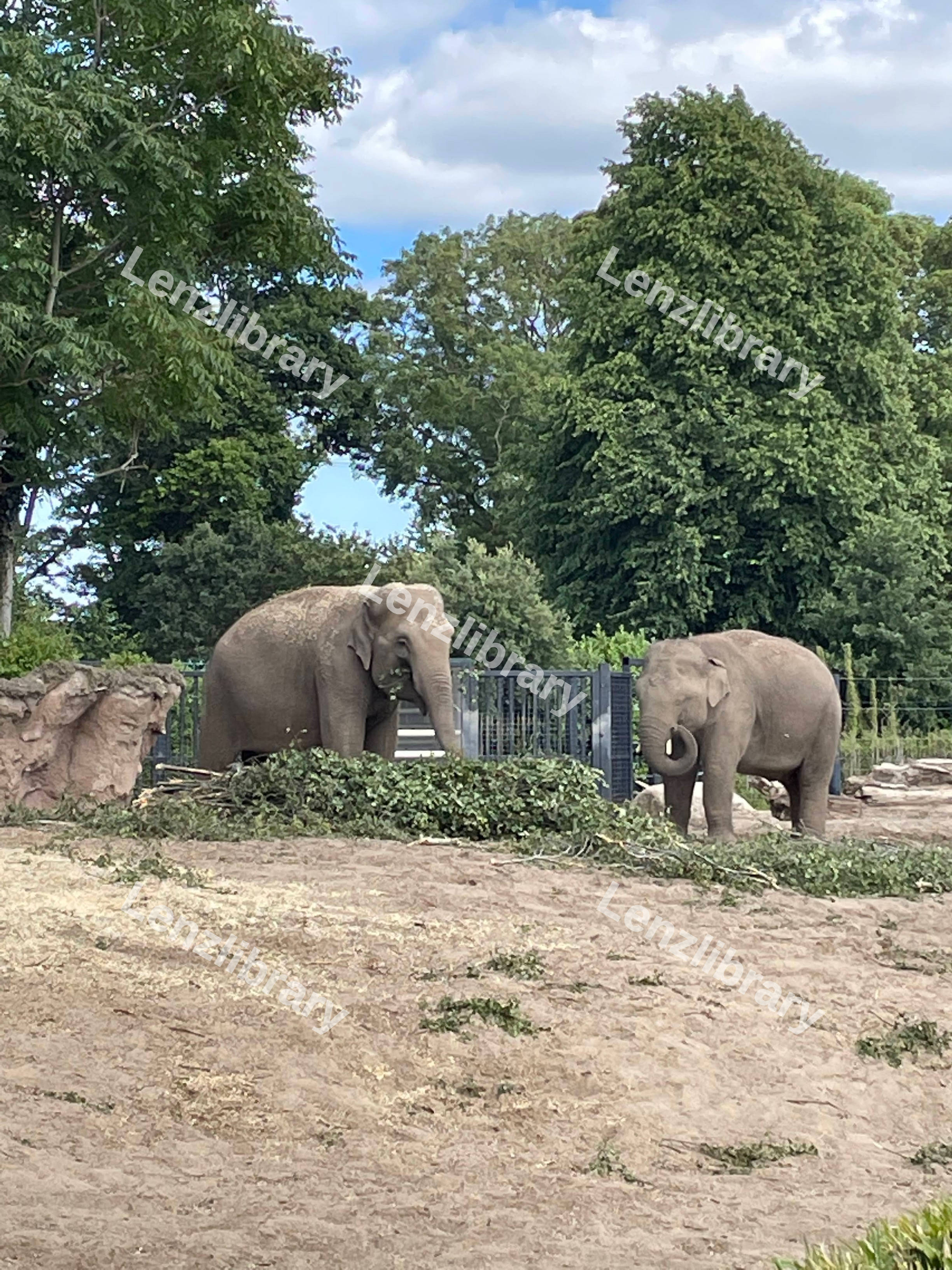 African Elephants